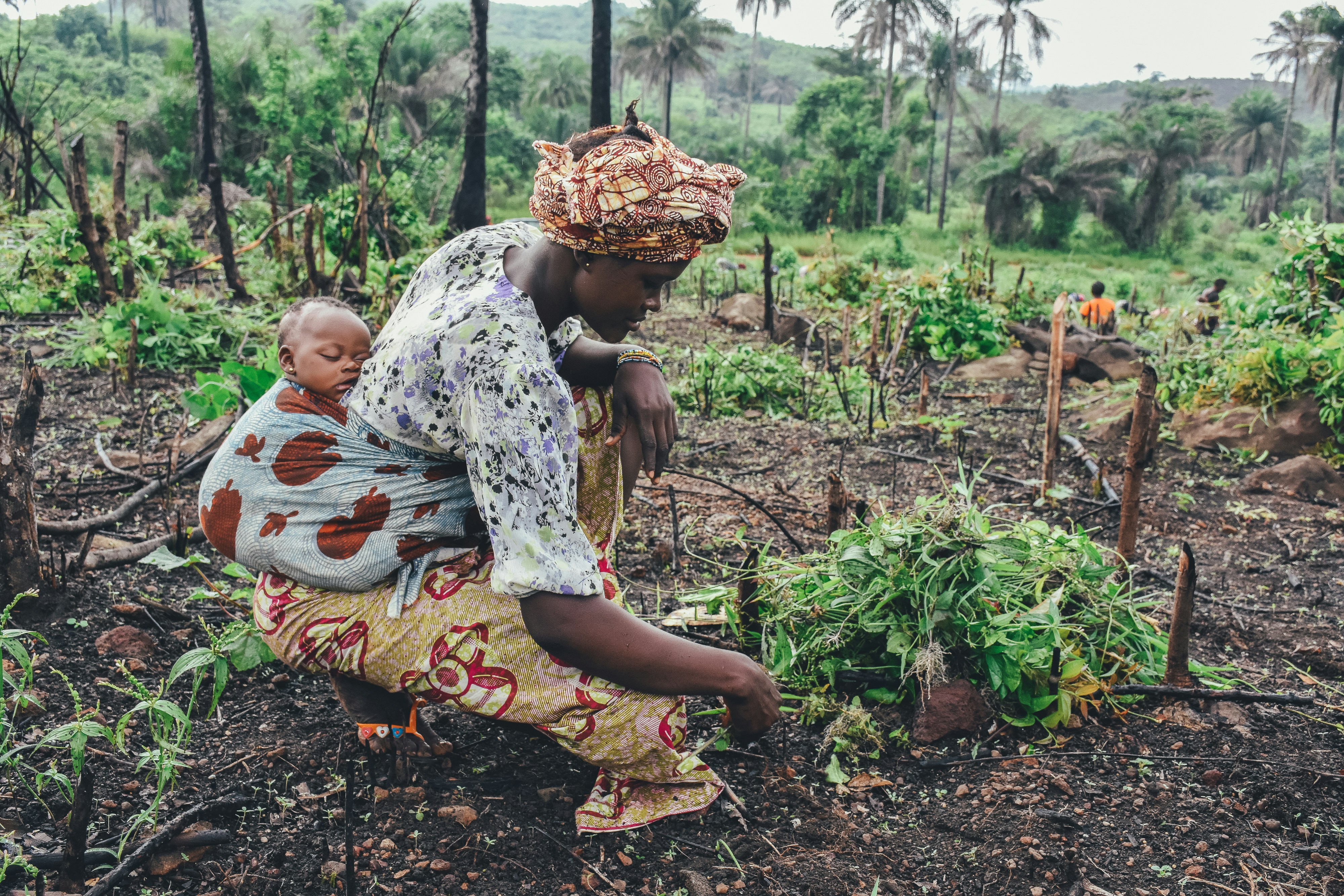 Community tree planting initiative for carbon dioxide reduction