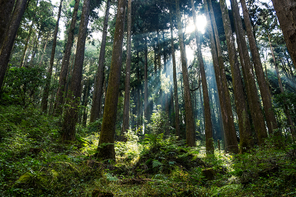 CFC植林プログラム-日本